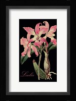 Laelia Framed Print