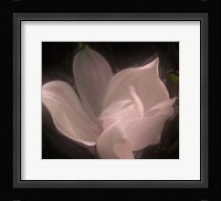 Magnolia Fine Art Print