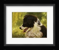 Border Collie Pup 2 Framed Print