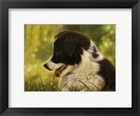 Border Collie Pup 2 Framed Print