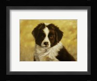Border Collie Pup 1 Fine Art Print