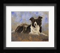 Collie Resting Fine Art Print