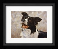 Border Collie 1 Fine Art Print