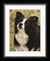 Border Collie 2 Fine Art Print
