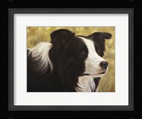 Border Collie 3 Fine Art Print