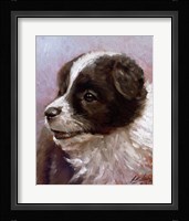 Border Collie 1 Fine Art Print