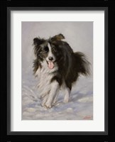 Border Collie 2 Fine Art Print