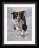 Border Collie 3 Fine Art Print