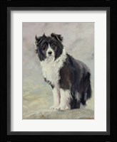 Border Collie 4 Fine Art Print