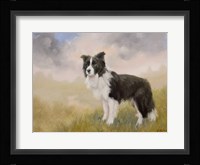 Border Collie 5 Fine Art Print