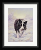 Border Collie 6 Fine Art Print