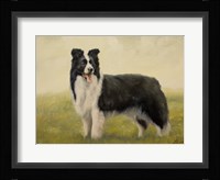 Border Collie 7 Fine Art Print