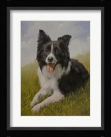 Border Collie 8 Fine Art Print
