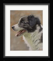 Border Collie 9 Fine Art Print