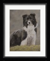 Border Collie 10 Fine Art Print