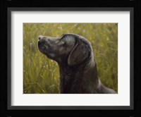 Black Lab 15 Fine Art Print