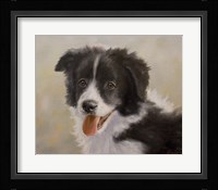 Border Collie 11 Fine Art Print
