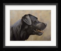 Black Lab 16 Fine Art Print