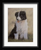 Border Collie 12 Fine Art Print