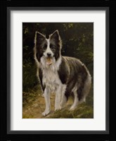 Border Collie 14 Fine Art Print