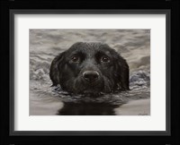 Black Lab 20 Fine Art Print