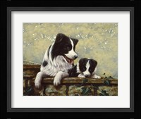 Border Collie 15 Fine Art Print