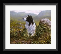 Border Collie 16 Framed Print