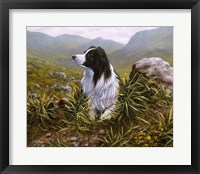Border Collie 16 Framed Print