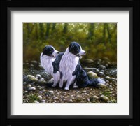 Border Collie 17 Fine Art Print