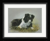 Border Collie 18 Fine Art Print