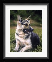 Alsatian Fine Art Print