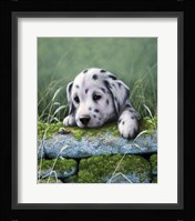 Dalmatian Pup Fine Art Print