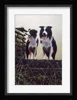 Border Collie 19 Fine Art Print