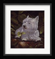 Westie 6 Fine Art Print