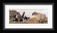 Minding the Ram Fine Art Print