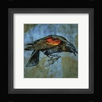 Redwing Blackbird Framed Print