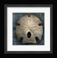 Arrowhead Sand Dollar Fine Art Print