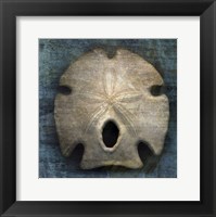Arrowhead Sand Dollar Framed Print