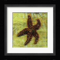 Brown Starfish Framed Print