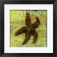 Brown Starfish Framed Print