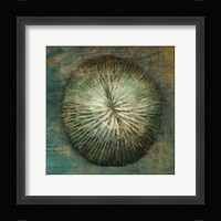Coral Framed Print