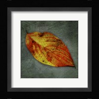 Dogwood Yellow Framed Print