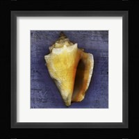 Fighting Conch Framed Print