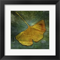 Gingko 3 Framed Print