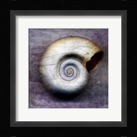 Moon Snail Framed Print