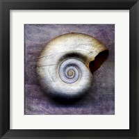 Moon Snail Framed Print