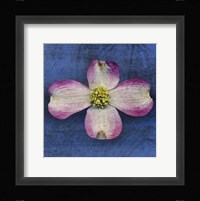 Pink Dogwood Fine Art Print