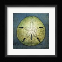 Sand Dollar Fine Art Print