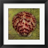 Scallop Fine Art Print