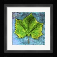 Sycamore Framed Print